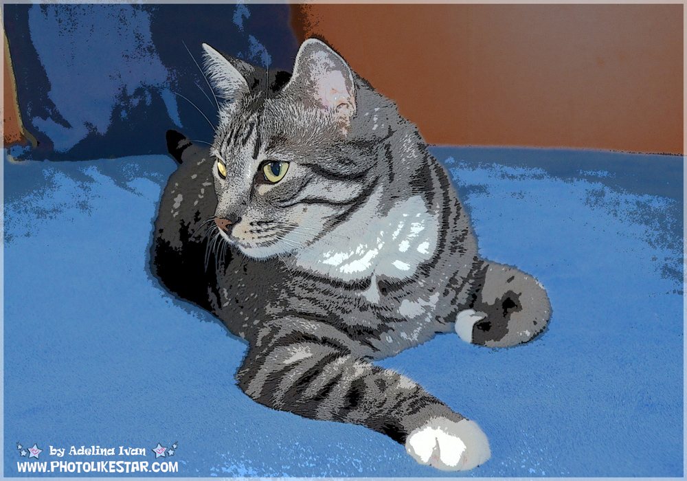 PET EFFECTS 6