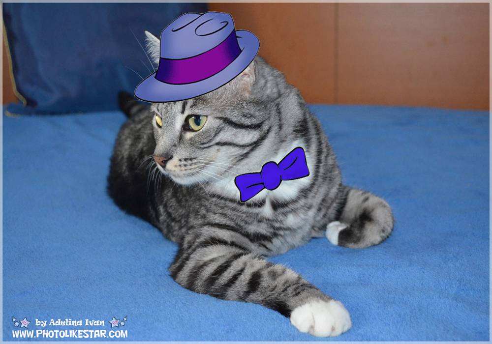 YOUR PET LIKE VIP 4