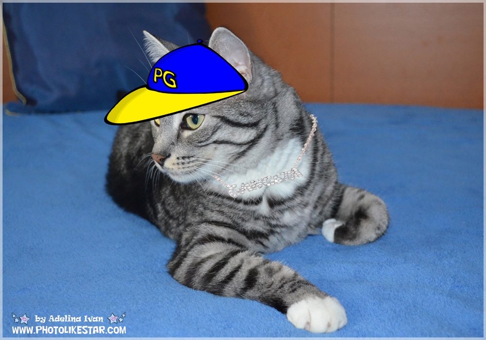 YOUR PET LIKE VIP 5