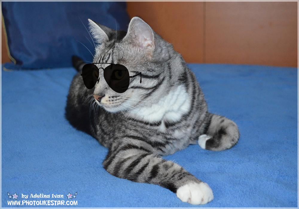 YOUR PET LIKE VIP 6