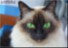 CHANGE YOUR PET 2