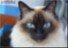 FUNNY PET 1