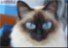 FUNNY PET 2