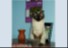 PET EFFECTS 1
