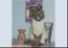 PET EFFECTS 3