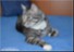 PET EFFECTS 5