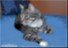 PET EFFECTS 6