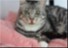 YOUR PET LIKE VIP 10