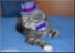 YOUR PET LIKE VIP 4