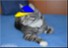 YOUR PET LIKE VIP 5