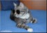 YOUR PET LIKE VIP 6